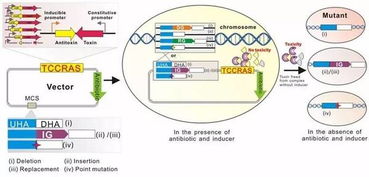 微生物研究所开发了基于毒素 抗毒素系统的基因编辑新技术